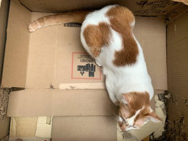 Kedi dinleniyor. Güneşli bir günde sokakta dinlenen kedi, kameraya bakan ciddi bir kedi, mesaj ve reklam için yer, Tayland 'da Siyam kedisi.