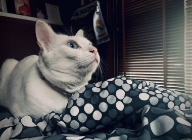 Kedi dinleniyor. Güneşli bir günde sokakta dinlenen kedi, kameraya bakan ciddi bir kedi, mesaj ve reklam için yer, Tayland 'da Siyam kedisi.