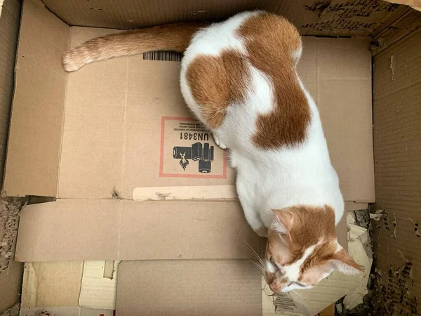 Kedi dinleniyor. Güneşli bir günde sokakta dinlenen kedi, kameraya bakan ciddi bir kedi, mesaj ve reklam için yer, Tayland 'da Siyam kedisi.