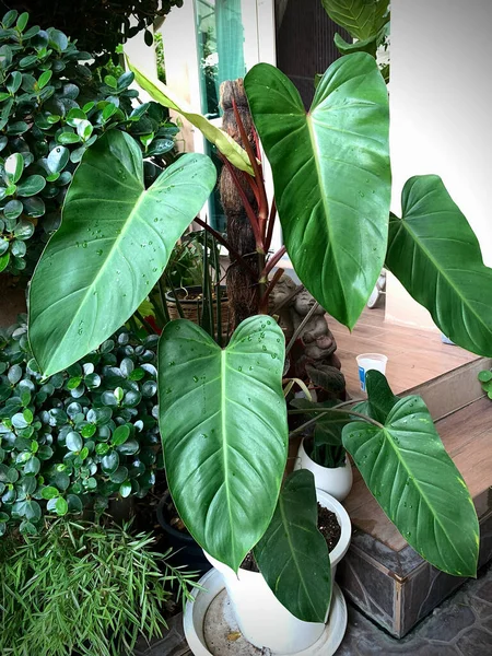 Güzel yapraklı kırmızı zümrüt süsleme bitkileri. Philodendron yaprağı