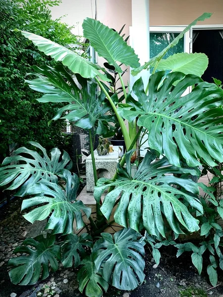 Une Feuille Exotique Tropicale Pot Fleurs Feuillage Luxuriant Verdure Dans — Photo