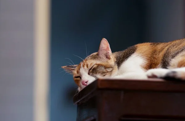 Кішка Відпочиває Кішка Відпочиває Вулиці Сонячний День Серйозна Кішка Дивиться — стокове фото