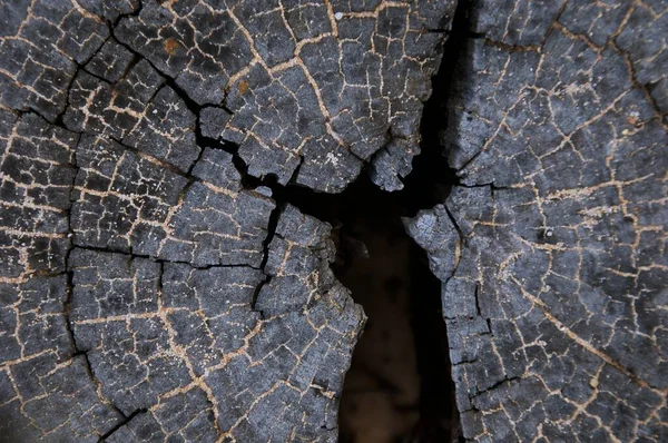 Детали Высушенной Кожи Пень Старого Дерева Парке Текстура Фона — стоковое фото