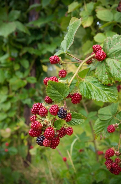 Red unripe blackberries — Stock Photo, Image