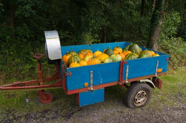 Melony, rosliny basztanowe w przyczepie — Zdjęcie stockowe