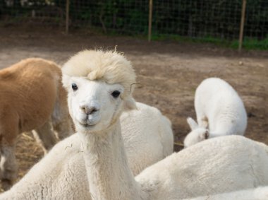 alpaka grup