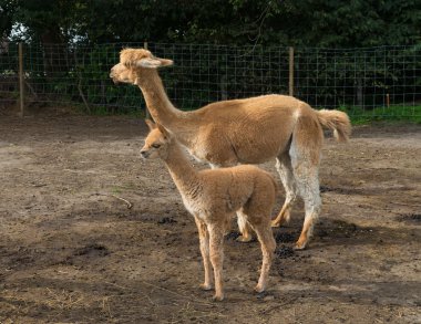 dramatik günbatımı bulutlar