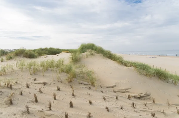 Dunas de areia no mar do norte — Fotografia de Stock