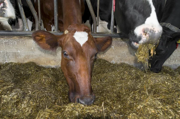 Frisian cow eating — Stock Photo, Image