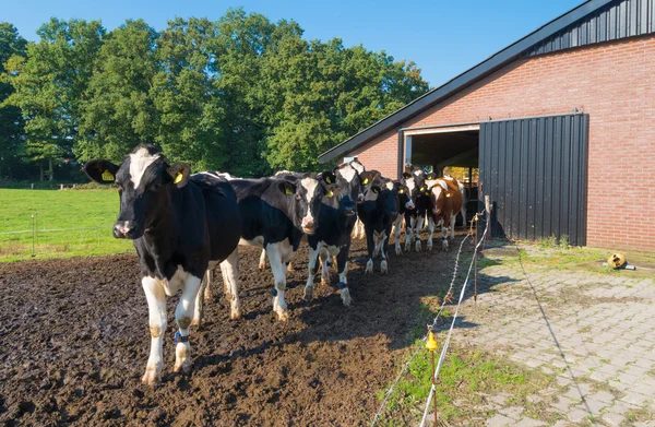 Friesenkühe gehen nach draußen — Stockfoto