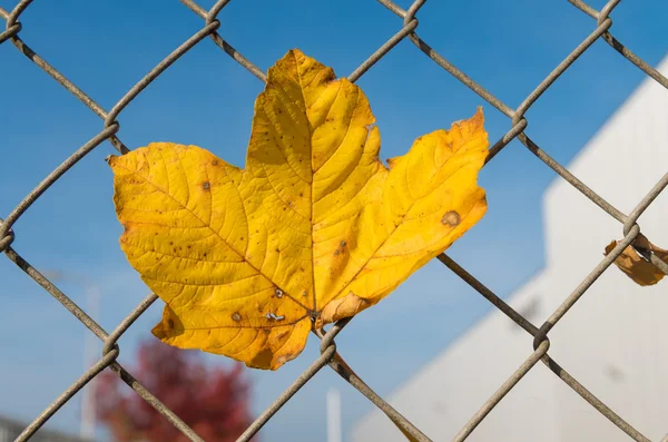 Permiso de otoño en una valla —  Fotos de Stock