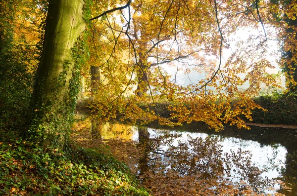 Herfst bos met een greppel — Stockfoto