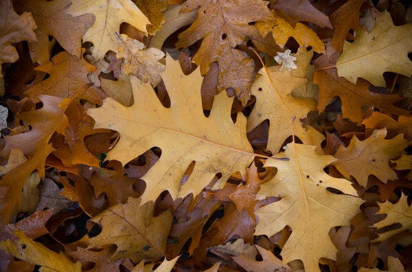 Talajon levelek tölgy — Stock Fotó
