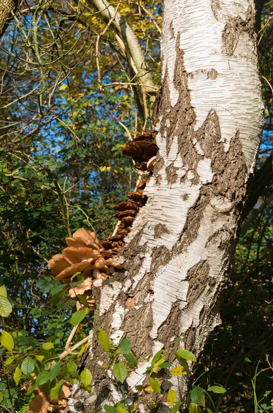 Cogumelo na árvore — Fotografia de Stock