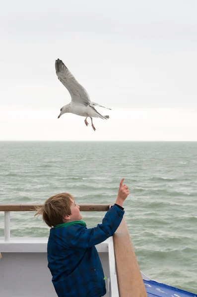 Menino alimentação gaivota — Fotografia de Stock