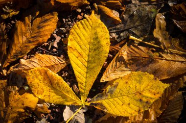 kestane sonbahar yaprakları