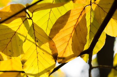 sonbahar kayın ağacı yaprağı 