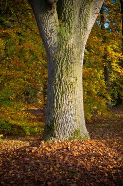 Meşe ağaç gövdesi
