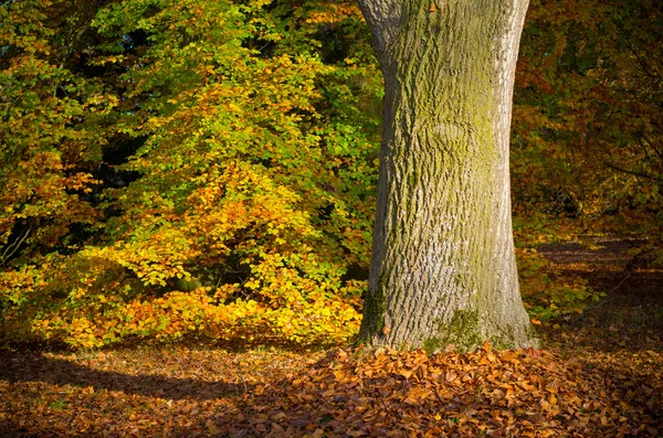 Eichenstamm — Stockfoto