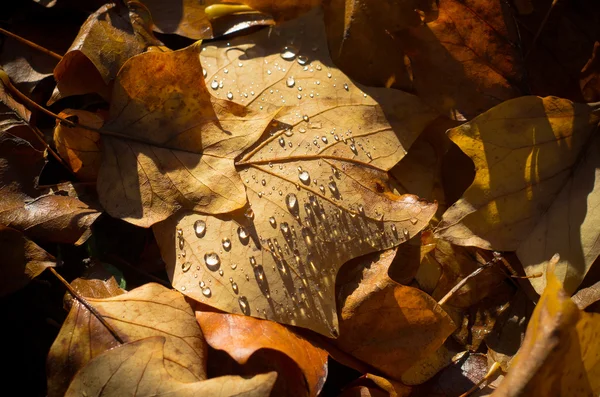 Осенние листья с каплями воды — стоковое фото