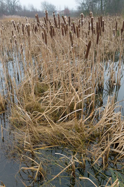 Swamp with cattails — Stock Photo, Image