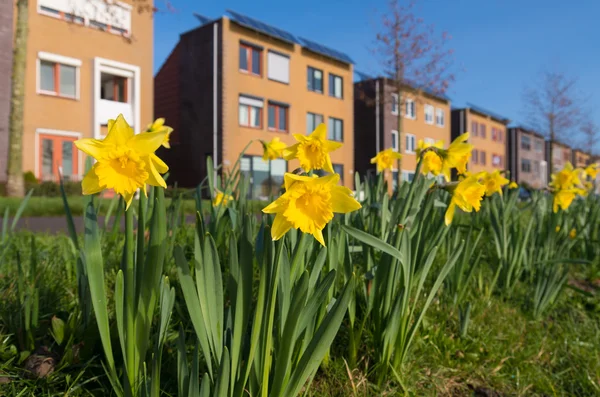 Blommande påskliljor i bostadsområde — Stockfoto