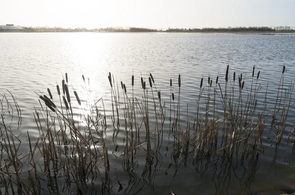 Cattails em um lago — Fotografia de Stock