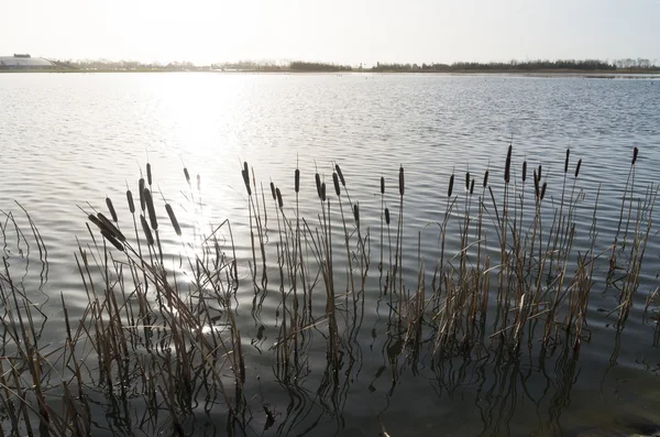 Cattails at a lake — Stock Photo, Image