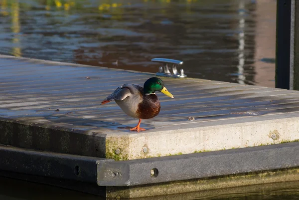 Mallard on jetty — Stock Photo, Image