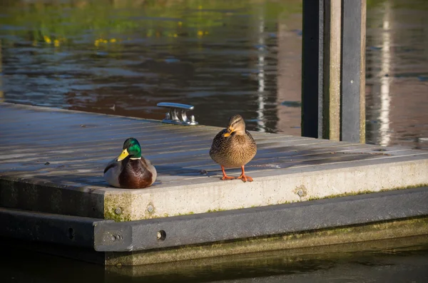 Ducks on jetty — Stock Photo, Image