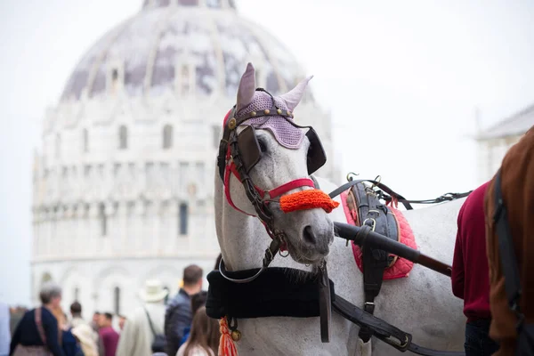 Pisa Itália Abril 2019 Carruagem Cavalo Com Catedral Pisa Fundo — Fotografia de Stock