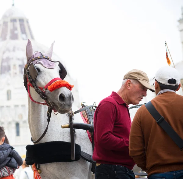 Pisa Italië April 2019 Paardrijtuig Met Pisa Kathedraal Achtergrond — Stockfoto