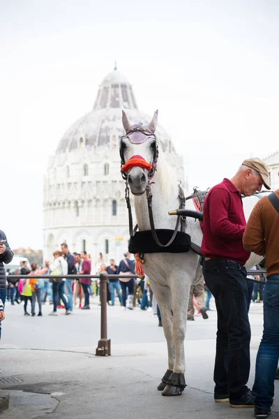 Pisa Italy April 2019 Horse Carriage Pisa Cathedral Background — Stock Photo, Image
