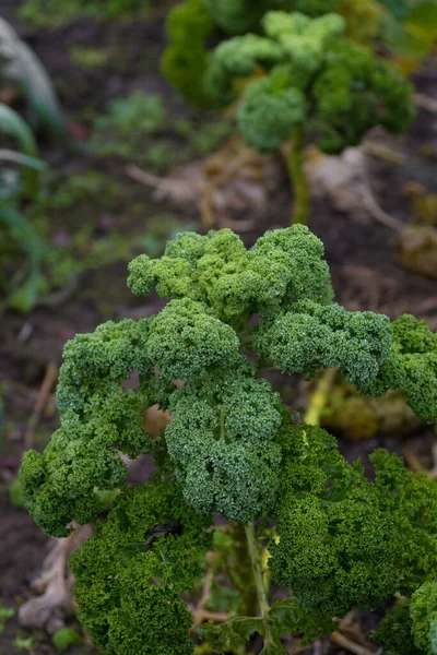 Cavoli Biologici Fatti Casa Dicembre Pronti Raccolto — Foto Stock