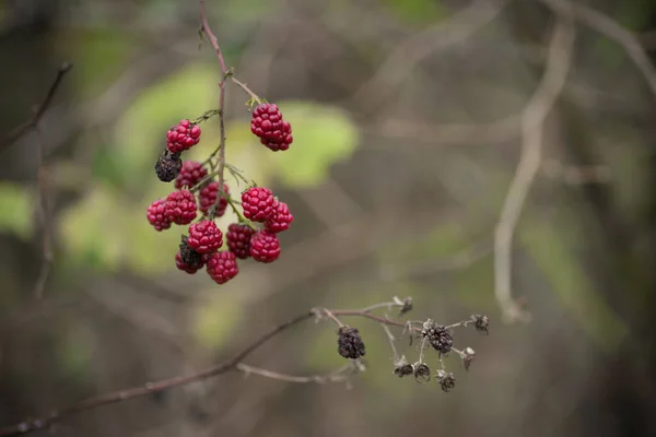 Red Unripe Blackberries Winter — Stock Photo, Image