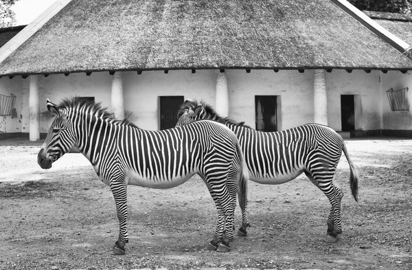 Pár zebry — Stock fotografie