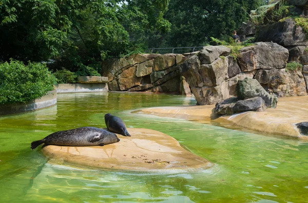 Seals in zoo — Stock Photo, Image