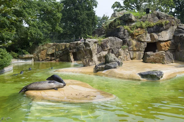 Seals in zoo — Stock Photo, Image