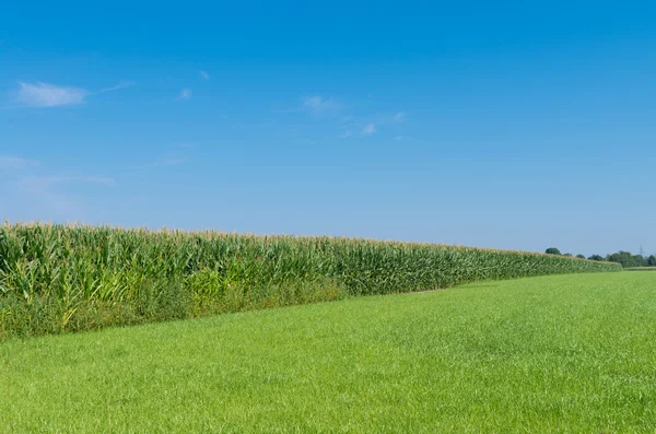 Corn field — Stock Photo, Image