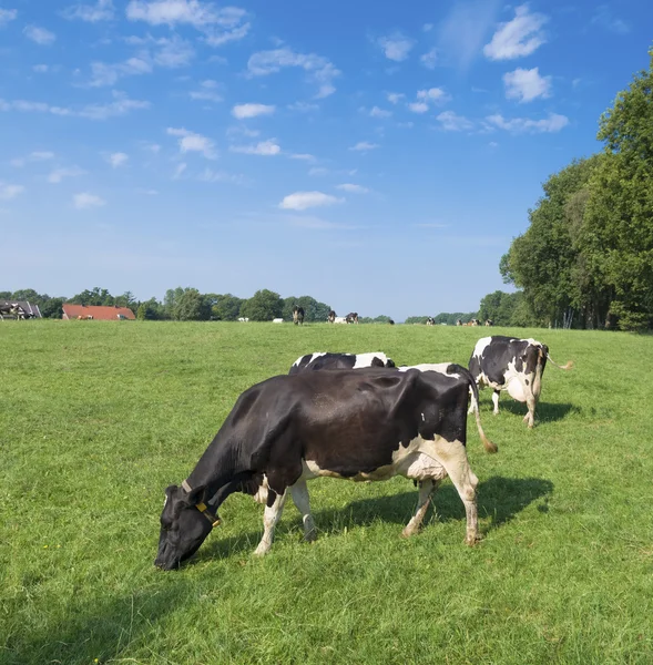 Vacche olandesi — Foto Stock