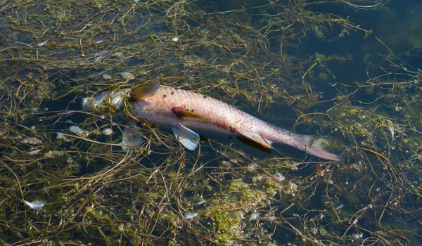 Pesce morto — Foto Stock