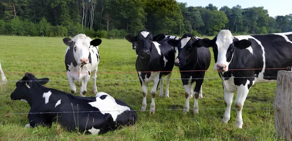 Terneros en el campo — Foto de Stock