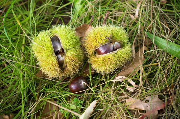 Gevallen kastanjes — Stockfoto