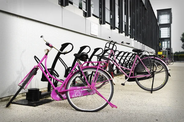 Rosa cyklar — Stockfoto