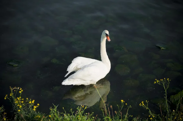 White swan — Stock Photo, Image