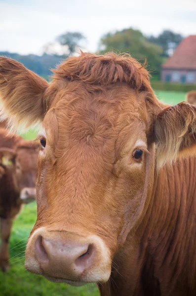 Limousin tehén — Stock Fotó