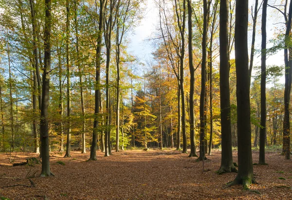 Skog i höstfärger — Stockfoto