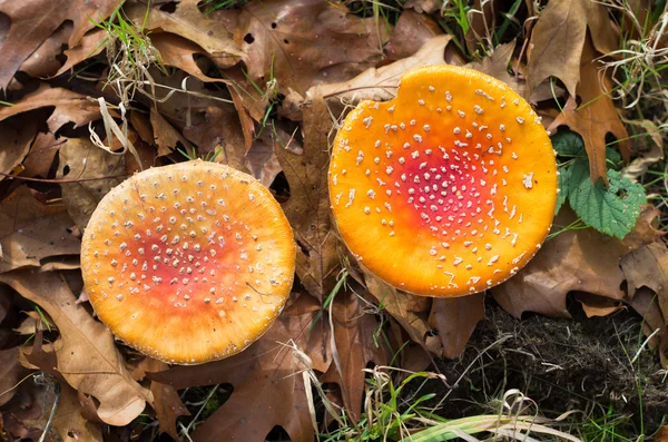 Cogumelos voadores agáricos — Fotografia de Stock