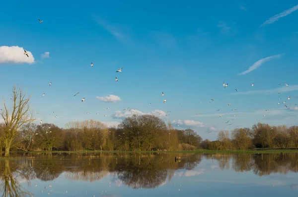 flooded land