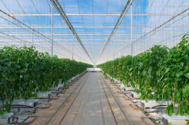 cultivation of bell peppers